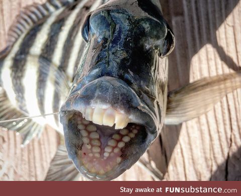 Fishy Fun Day #44: Special Edition, Sheepshead