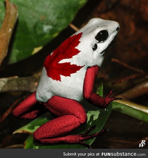 Froggo Fun #192/Special - Happy Canada Day!