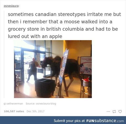 A Moose Walks Into A Grocery Store