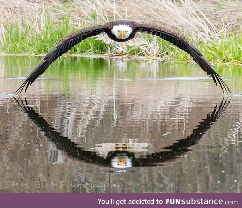 Symmetrical reflection of a bald eagle