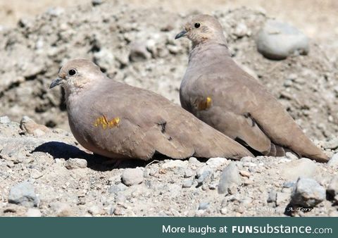 Golden-spotted ground dove (Metriopelia aymara) - PigeonSubstance