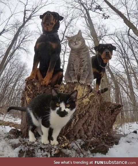 Cats'n'Dogs - Dropping the hottest RnB album this year