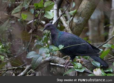 Japanese wood pigeon (Columba janthina) - PigeonSubstance