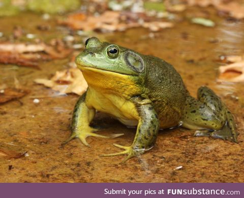 Froggo Fren #116 - American Bullfrog