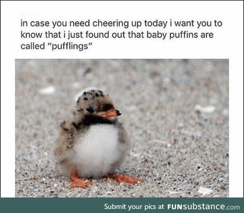 Pufflings