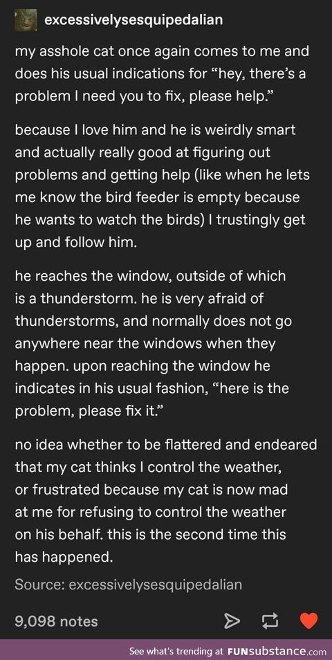 Cat is afraid of thunderstorms and has more faith in humans than I do