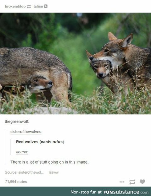 Red Wolves