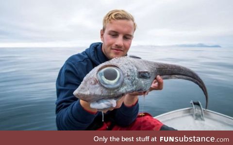 A very odd looking Ratfish caught off the island of Andoya, Norway