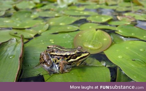 Froggo Fren #117 - Pool Frog