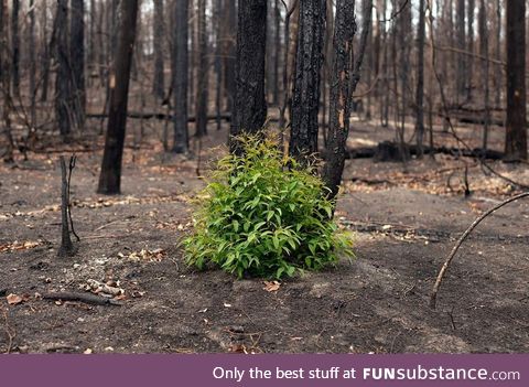 57 days after bushfire raged through Possum Brush, NSW Australia