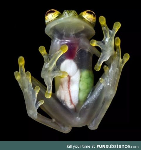 A translucent frog