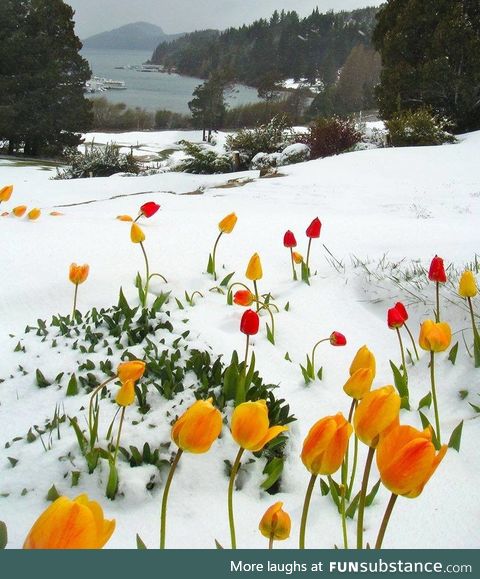 Tulips Blooming in The Snow