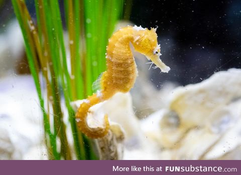 Fishy Fun Day #47: Seahorse @honeybumblebee