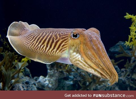 Fishy Fun Day #48: Cuttlefish @honeybumblebee