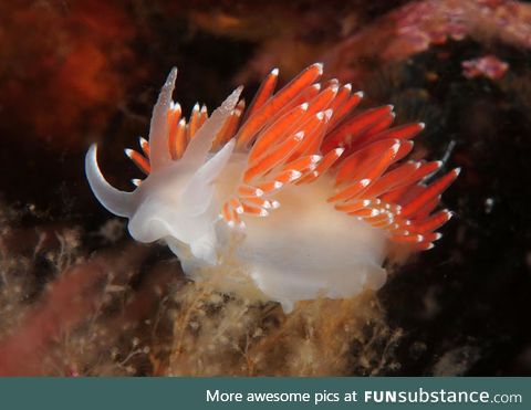 Fishy Fun Day #49: Nudibranch @snowbeast