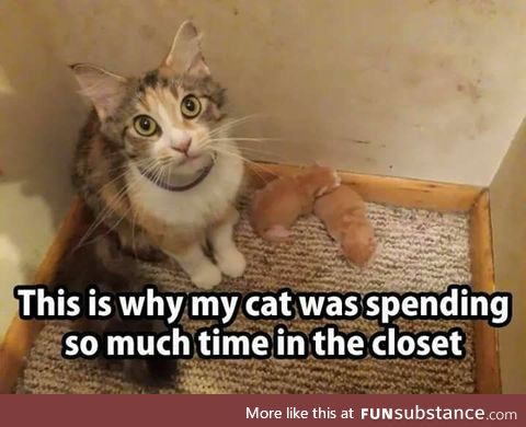 Cat spending too much time in the closet