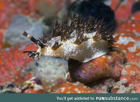 Fishy Fun Day #50: Nudibranch @snowbeast