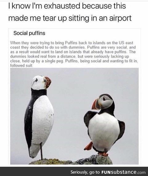 Social Puffins tryna fit in