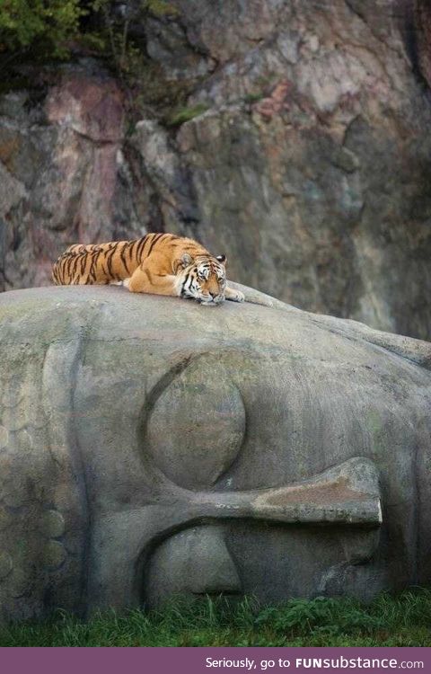 A tiger taking a rest on a Buddha head