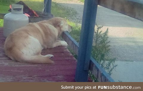 My dad's dog, waiting for him to come home from work