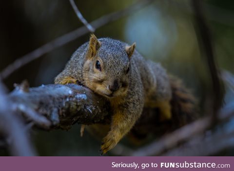 I'm an amateur photographer and I met the chilliest squirrel on the planet [OC]