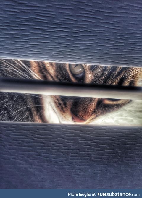 A quick picture I snapped of my cat hanging out in the window sill!