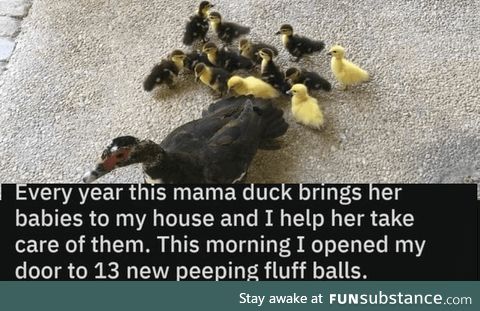 Mama Duck