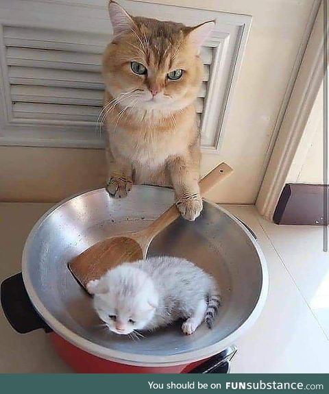 Meow chef