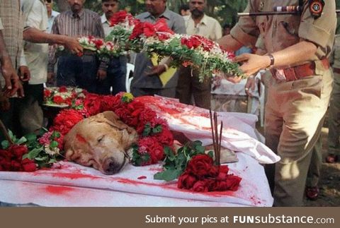 Zanjeer the dog saved thousands of lives during Mumbai serial blasts in March 1993 by