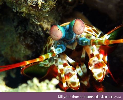 Fishy Fun Day #53: Mantis Shrimp @strangelyacoustic