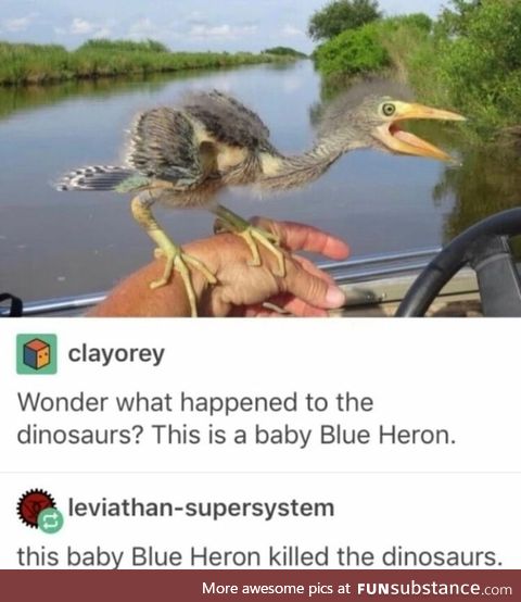 Baby Blue Heron