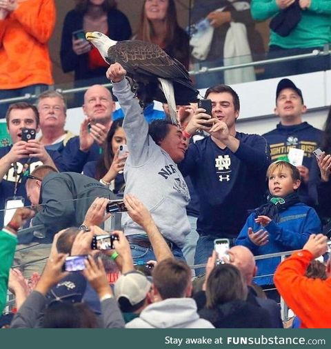 A bald eagle landing on a fan during a college football game!