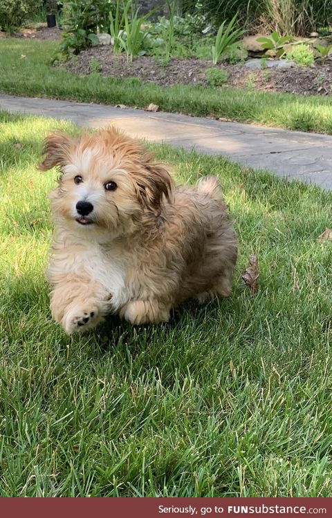 My dog running