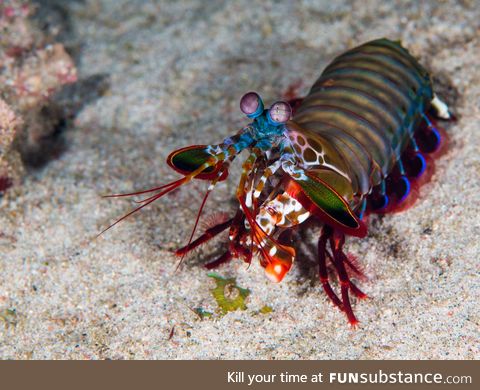 Fishy Fun Day #54: Mantis Shrimp @strangelyacoustic