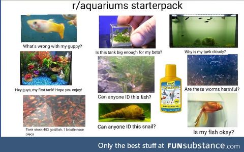 Fishy Fun Day #54: Meme Edition