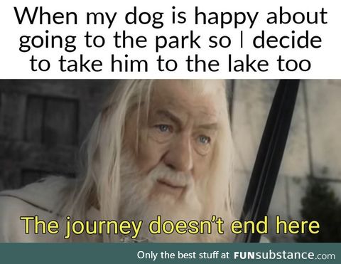 Dogs are living in a constant state of adventure