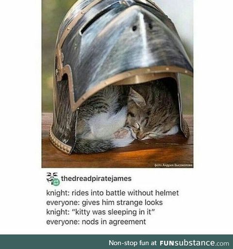 There was a kitten in the helmet