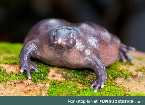 Froggo Fren #118 - Purple Frog