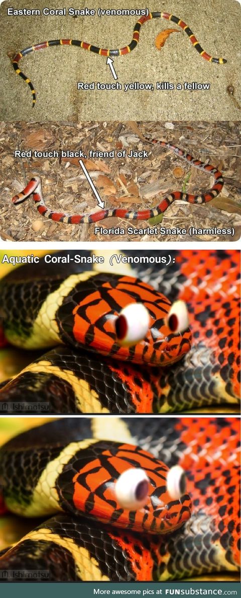 Aquatic Coral Snake Red-Touch-Black