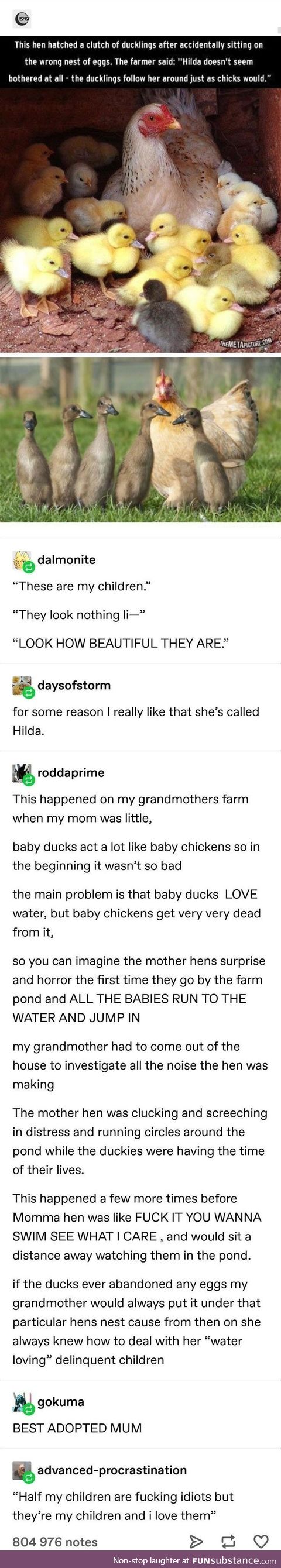 Delinquent Ducklings raised by a Chicken