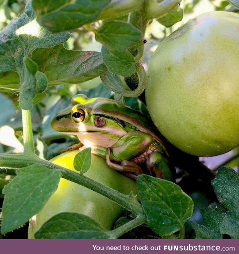 Froggo Fun #214 - Nice Try, But Real Tomato Frogs Are Red