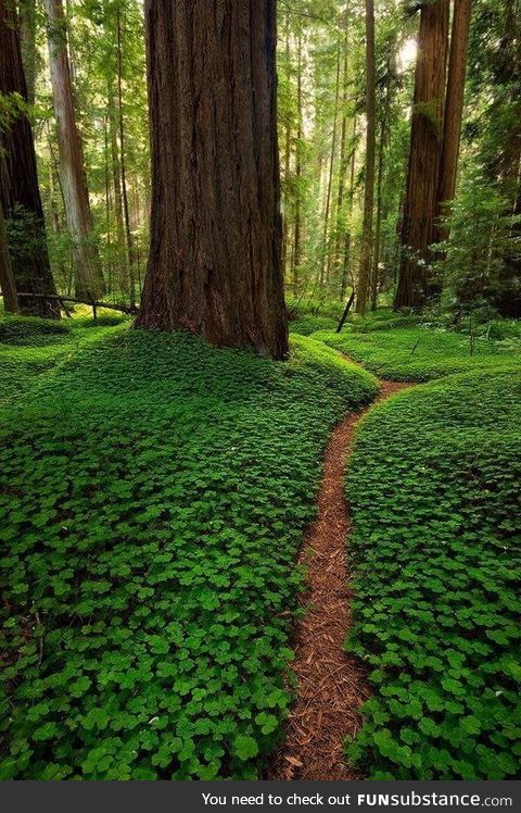 Clover floor in the California redwood forest