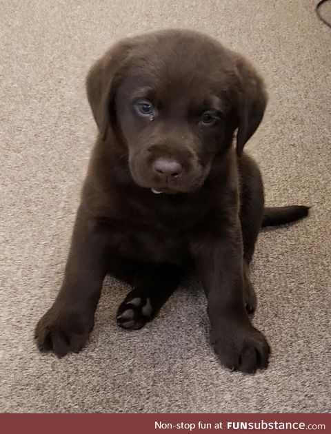 My new chocolate lab pup!