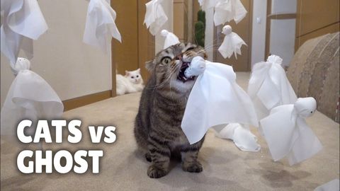 Cats vs Ghosts [Kittysaurus]