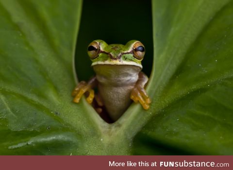 Froggo Fren #120 - Masked Tree Frog