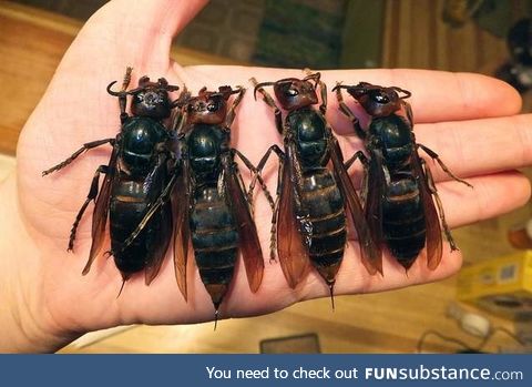 Murder hornets are no joke