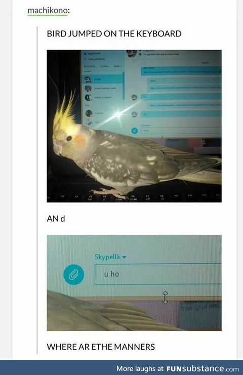 U ho [bird jumped on the keyboard]