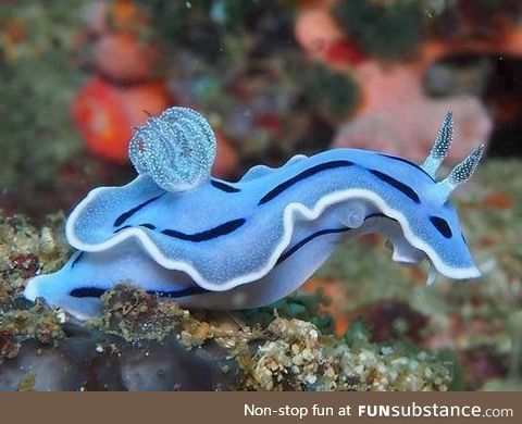 Amazing blue sea slug