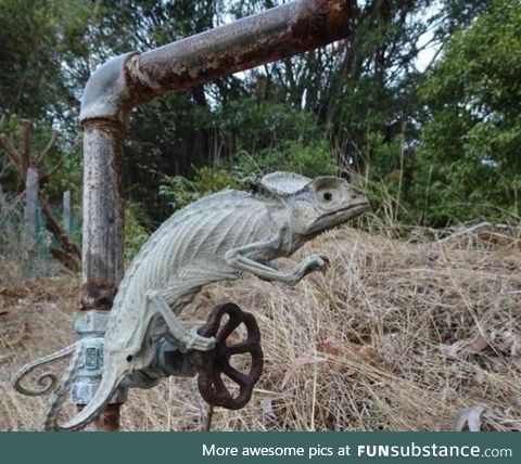 Chameleon died waiting for water