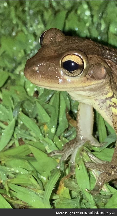 Froggo Fun #220 - A Happy Frog